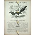 Magpie (Rook Head On Reverse), Natural History ...