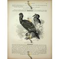 Ground Hornbills, Natural History Book Illustra...