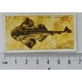1935 Players Sea Fishes No. 7 Monk-fish