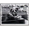 2001 Cats And Dogs.1st Value. Boxer at Dog Show...