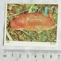 Panini Animals of the World card No. 260 Slug
