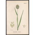CANARY-GRASS 1872 John Edward Sowerby PLANT PRINT