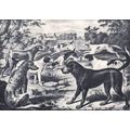 GROUP OF HOUNDS 1890 Deerhound - Harrier - Bloo...