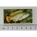 1935 Players Sea Fishes No. 30 Corkwing Wrasse