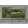1935 Players Sea Fishes No. 32 Mackerel