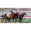 DVD - 1984 BREEDERS' CUP...WILD AGAIN/Gate Danc...