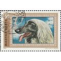 HUNGARY, DOG, Afghan greyhound, brown 1972, 60f