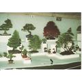 Chelsea Flower Show Postcard - Bonsai From Toko...