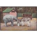 Baby Friends, Elephant and Donkey, 1904 - Tuck'...