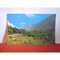 WEST HIGHLAND OR KYLOE CATTLE , SCOTLAND used p...