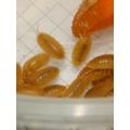 10 Giant Orange Woodlice, Porcellio laevis Live...