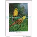YELLOW BUNTING, BOOK ILLUSTRATION (PRINT), LYDE...