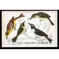 WARBLER BIRDS 1850 Birds Oliver Goldsmith ANTIQ...