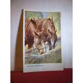 HORSES DRINKING by Whydale used vintage postcar...