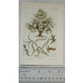 Vintage illustration: The White Willow, Plate XV
