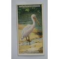 1924 Players Natural History card No. 36 White ...