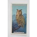 1924 Players Natural History card No. 33 Great ...