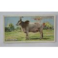 1924 Players Natural History card No. 34 Indian...