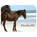 Duck North Carolina with Horses Fridge Magnet
