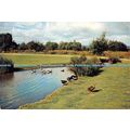 D025844 The Wildfowl Trust. Slimbridge. Glouces...