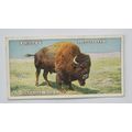 1924 Players Natural History card No. 8 America...
