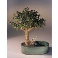 Baby Jade Bonsai Tree Land/Water Pot - Medium (...