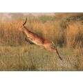Acrobatic Antelope Childrens Wildlife Photo Awa...