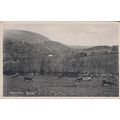 Hameldown Beacon Cattle Cows Devon Vintage Post...
