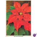 Netherlands Postcard 1973 - Prettige Feestdagen