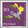 POLAND, FLOWER, Freesia, violet 1964, 30gr