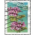 SOUTH AFRICA, FLOWER, Pelargonium cucullatum, g...