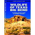 Wildlife Of Texas Big Bend