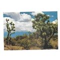 JOSHUA-TREES vintage unused postcard.Southweste...