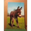 YOUNG DONKEY. used postcard 1970 pm =