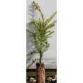 10 YEW TAXUS BACCATA TREE SAPLINGS 10-20CM - BA...