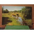 NEW FOREST PONIES, unused vintage postcard Colo...