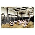 ptc5628 - Yorks. - Early Gymnasium in Girls' Gr...