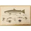 TROUT. COPPER ENGRAVING PRINTED IN LONDON IN 18...