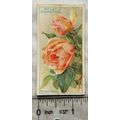 1926 Wills Roses No. 33 Madame Ravary