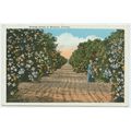 Standard size printed postcard of a Orange Grov...