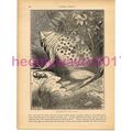 Surinam Toad, Victorian Natural History Book Il...