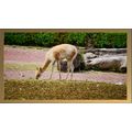 Vicuña Grazing in a Natural Habitat A5 Oak