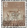 INDIA, MAMMAL, Chital, Axis Deer, Axis axis, br...