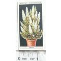 1925 Wills Flower Culture in Pots No. 22 Erica