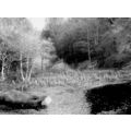 Waggoners Wells, Surrey, B & W Photo Book Illus...