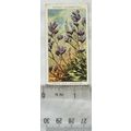1937 Wills Wild Flowers 2nd series No. 43 Rock ...