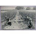 c.1980s PC WWII Land Girls Planting Tomatoes