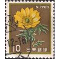 JAPAN, FLOWERS, Adonis amurensis, Hanazono, bro...