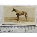 1926 Pattreiouex Real Photos Animals No. CA89 -...