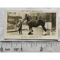 1926 Pattreiouex Real Photos Animals No. CA85 -...